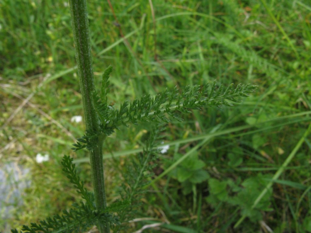 Achillea sp. o ...?  Achillea gr. millefolium