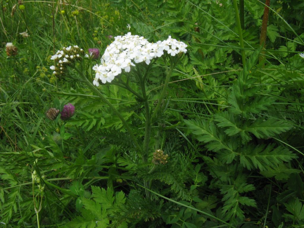 Achillea sp. o ...?  Achillea gr. millefolium