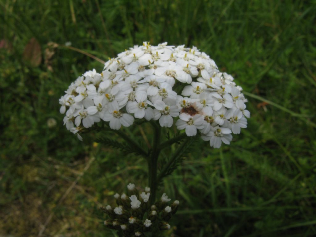 Achillea sp. o ...?  Achillea gr. millefolium