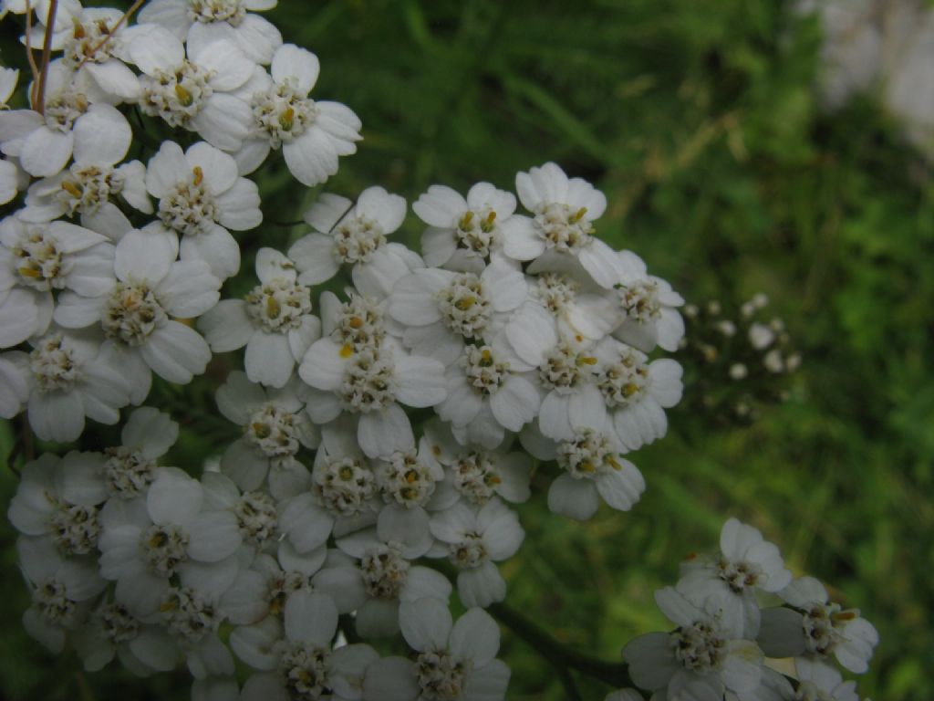 Achillea sp. o ...?  Achillea gr. millefolium