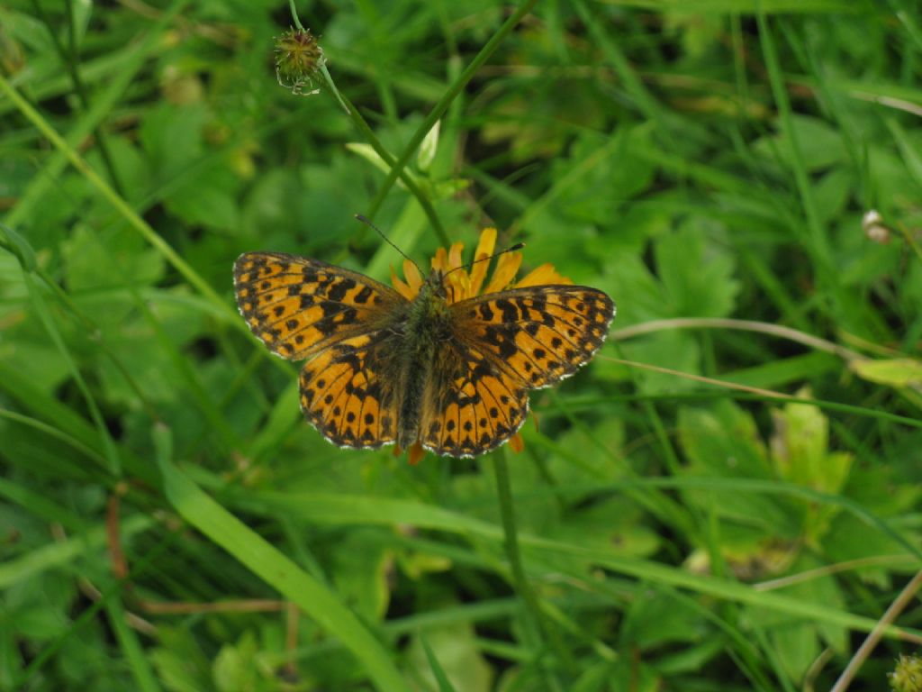 Argynnis...? No, Boloria cfr.  titania