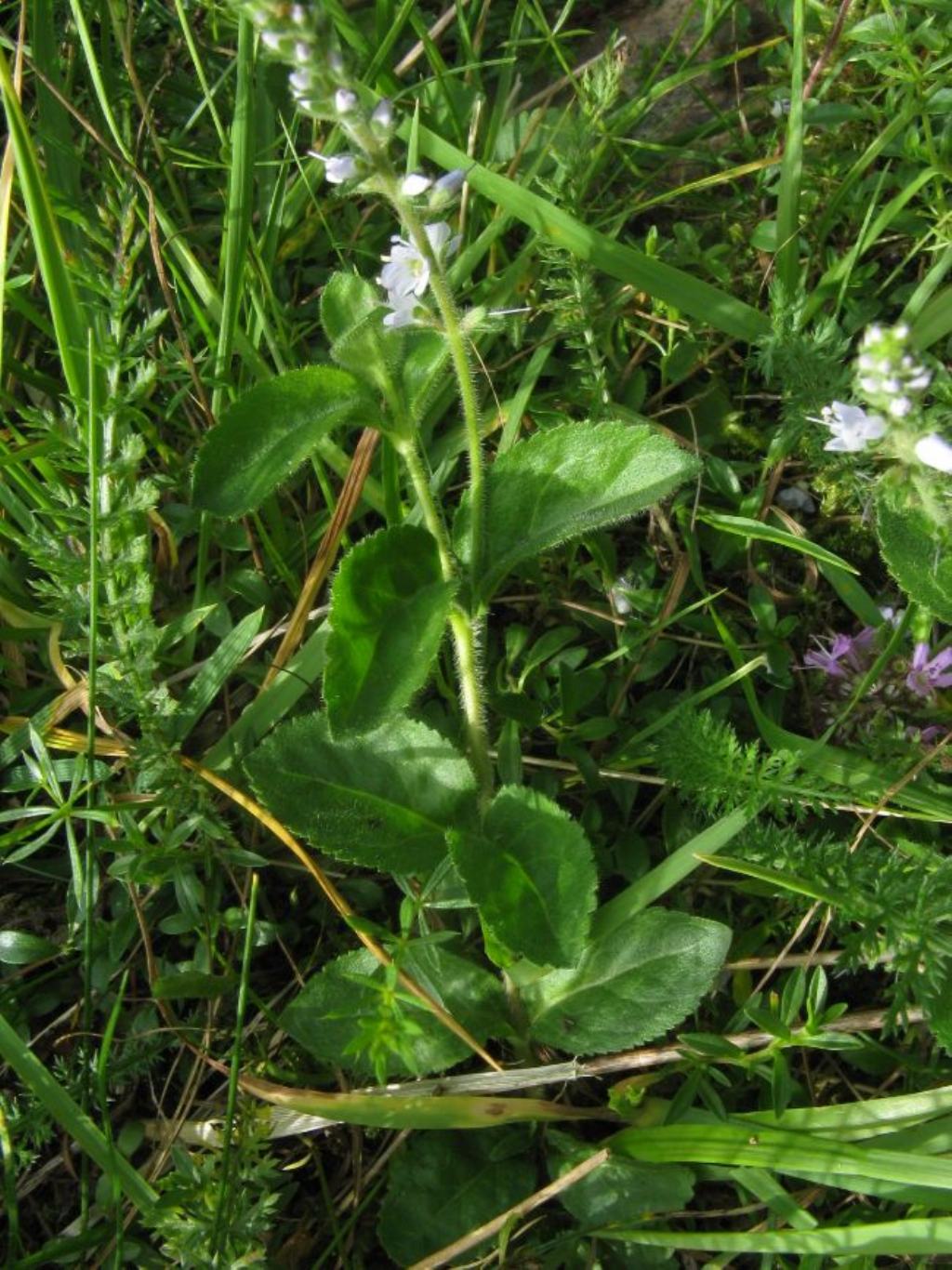 Veronica officinalis (Plantaginaceae)