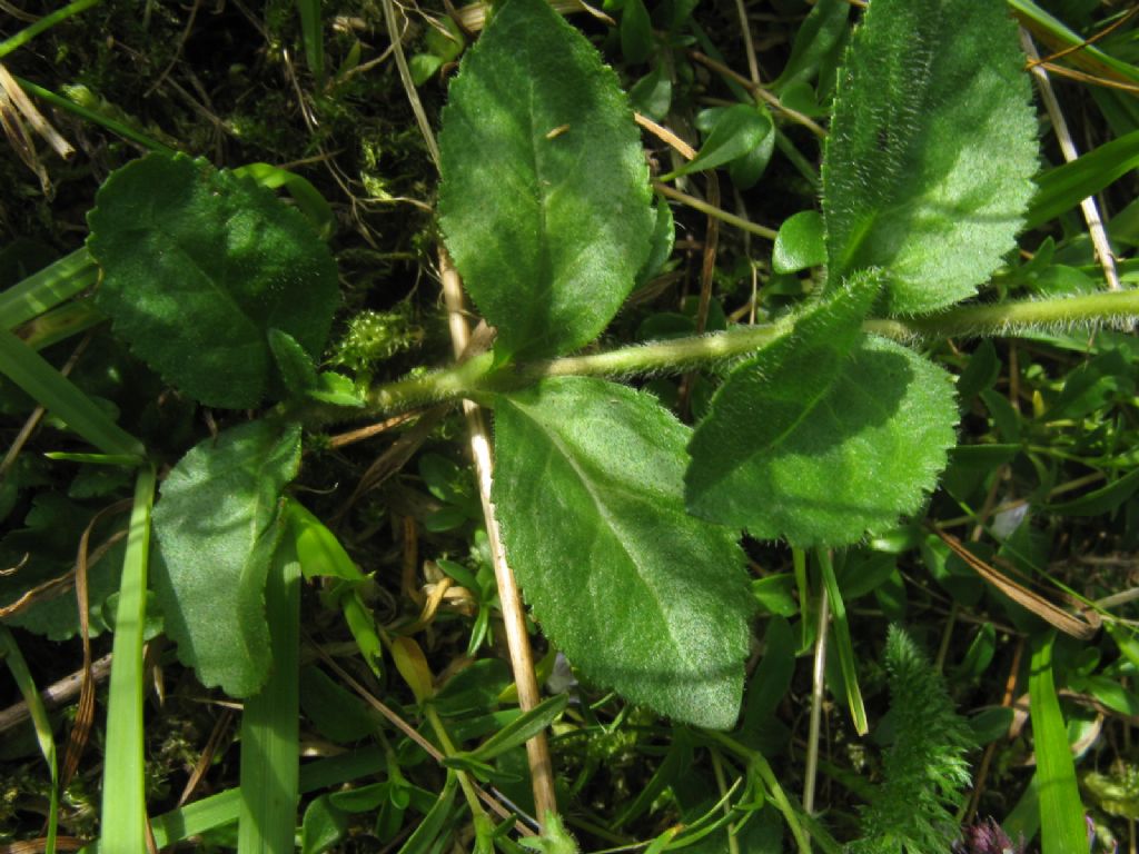 Veronica officinalis (Plantaginaceae)