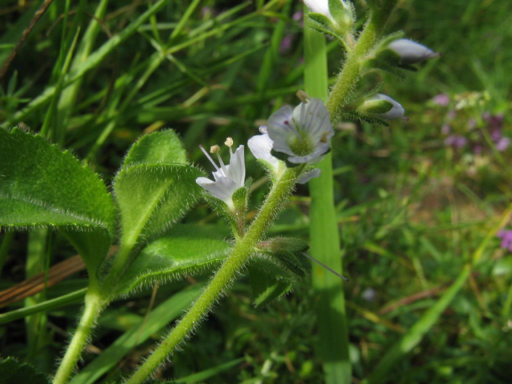 Veronica officinalis (Plantaginaceae)