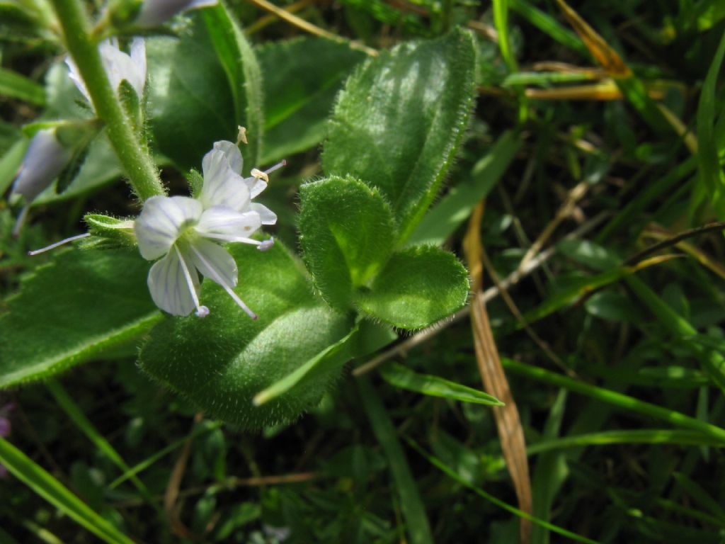 Veronica officinalis (Plantaginaceae)