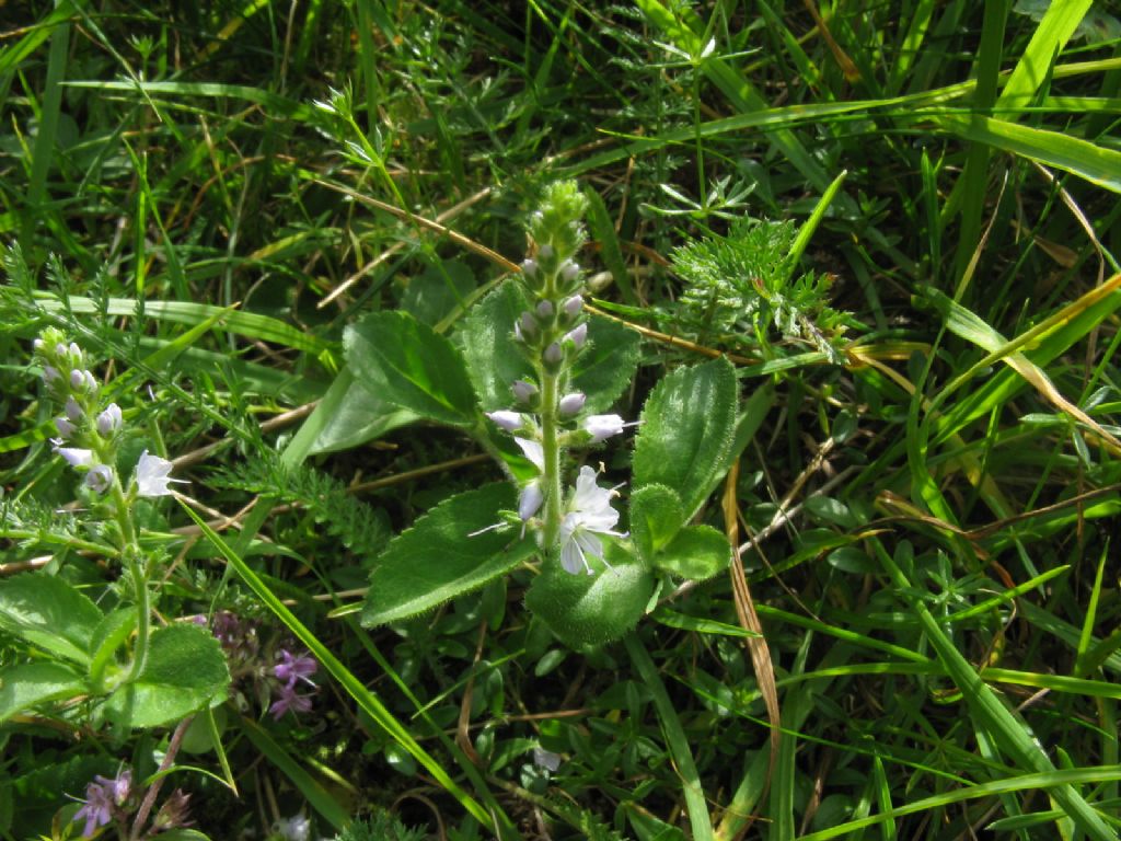 Veronica officinalis (Plantaginaceae)