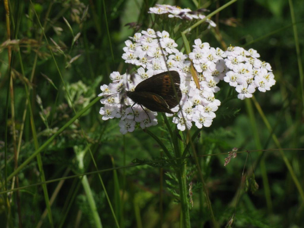 Quale Erebia su Achillea? Erebia melampus