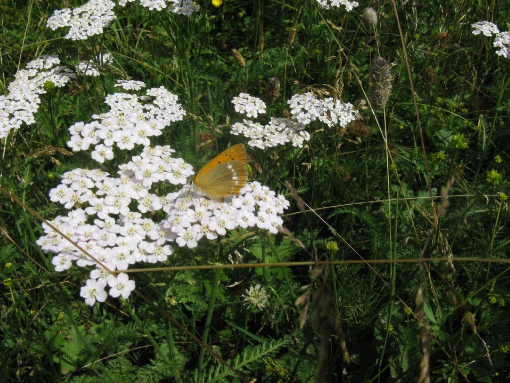 Lycaenidae?  S, Lycaena virgaureae, femmina