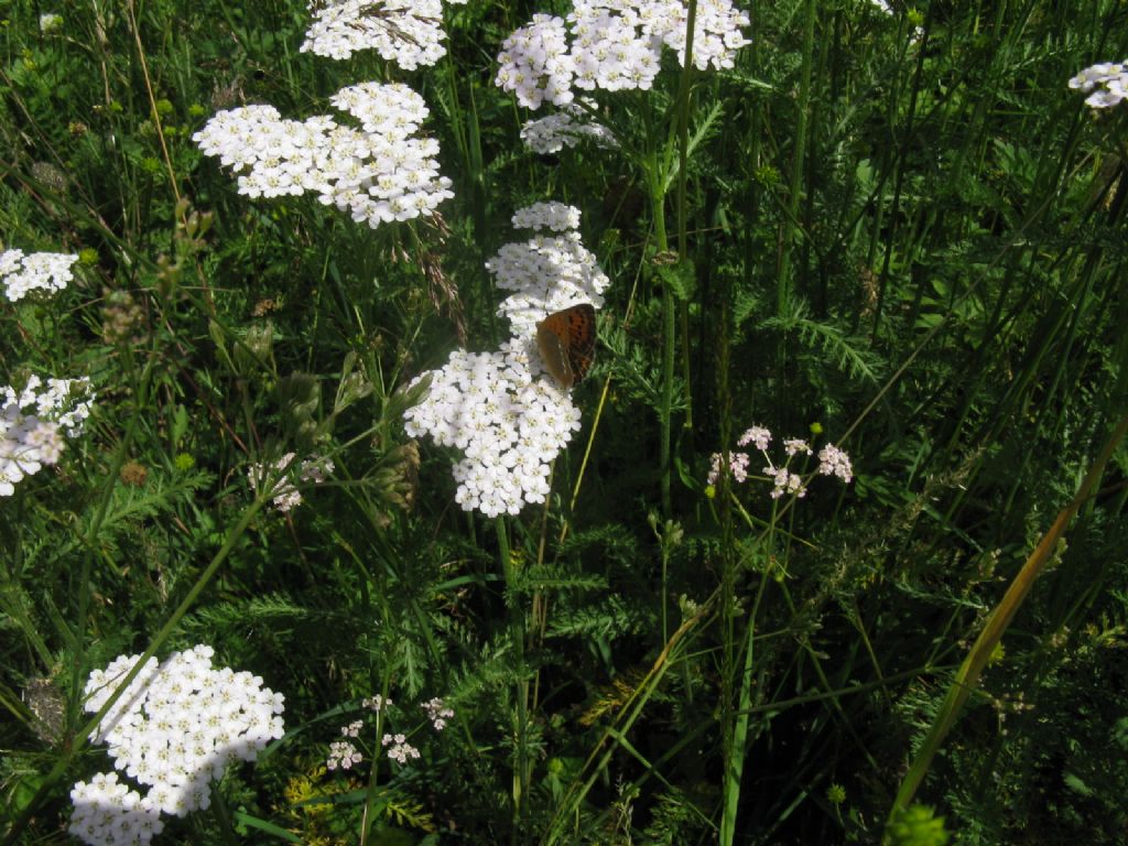 Lycaenidae?  S, Lycaena virgaureae, femmina