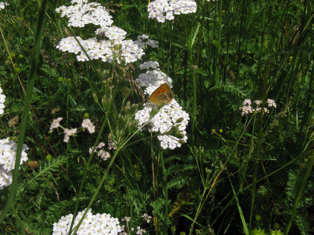 Lycaenidae?  S, Lycaena virgaureae, femmina