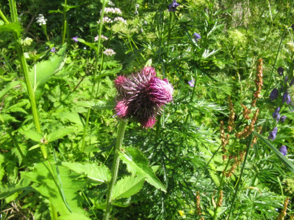 Carduus personata / Cardo personata