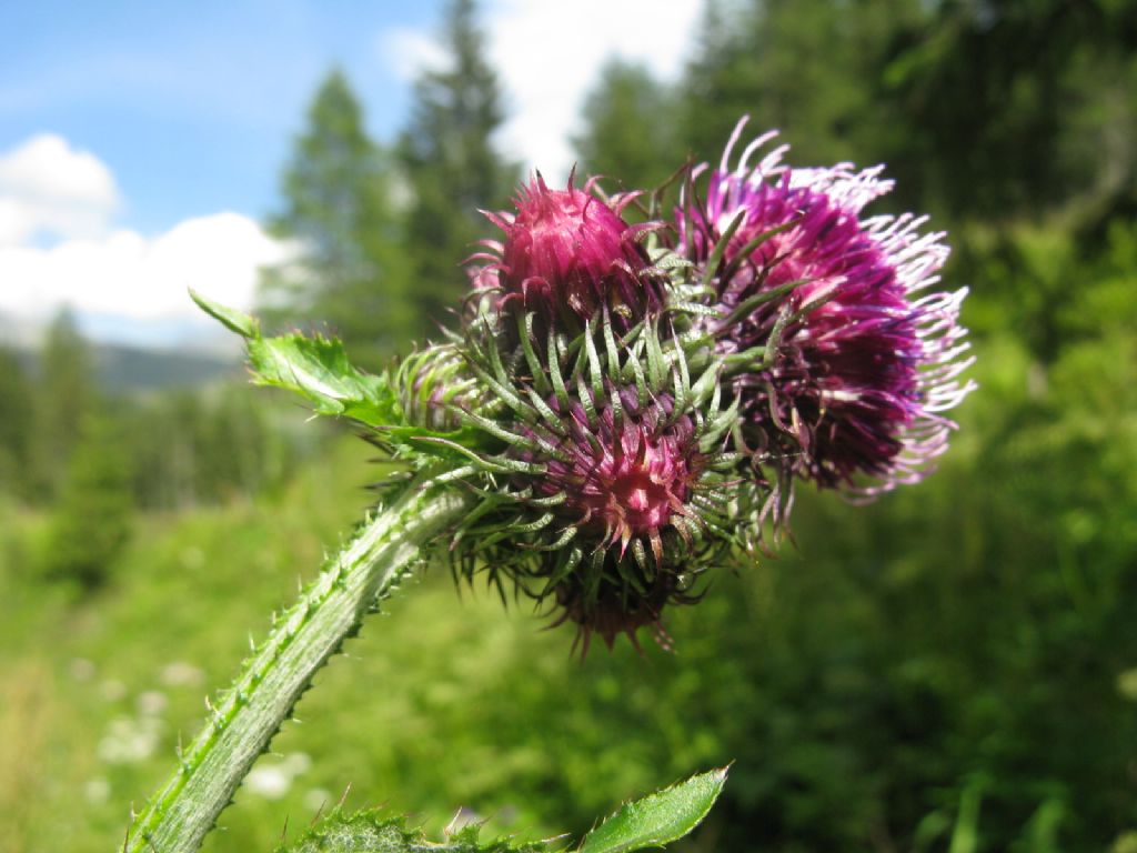 Carduus personata / Cardo personata