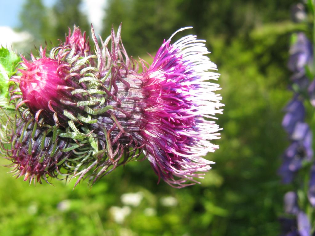 Carduus personata / Cardo personata