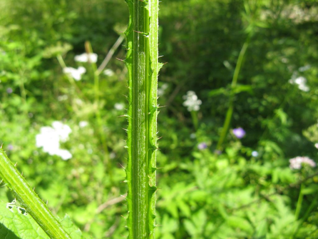 Carduus personata / Cardo personata