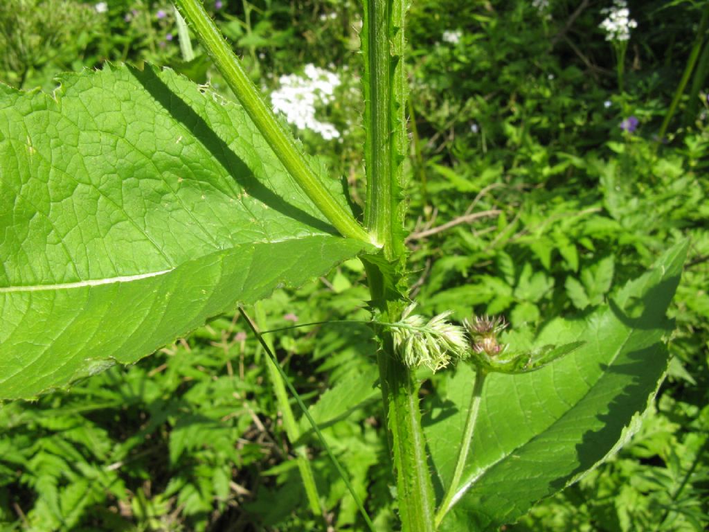 Carduus personata / Cardo personata