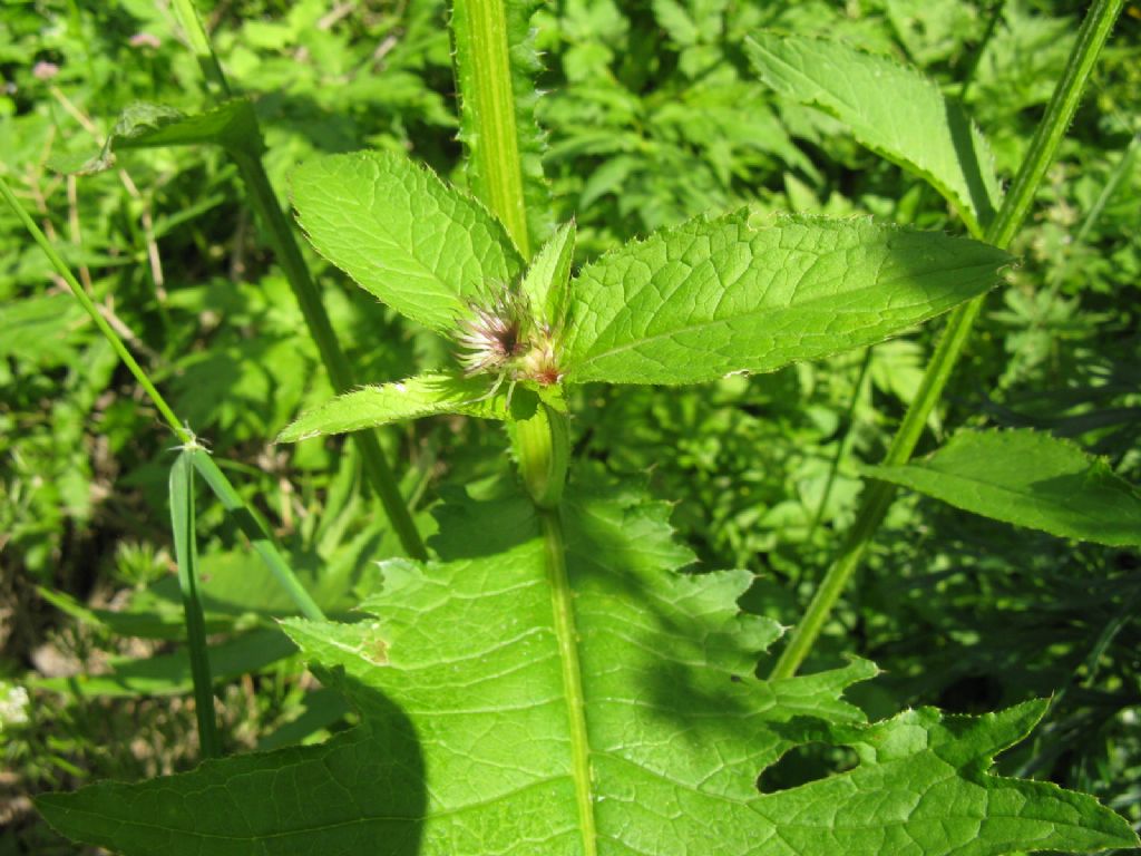 Carduus personata / Cardo personata