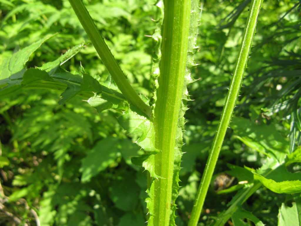 Carduus personata / Cardo personata