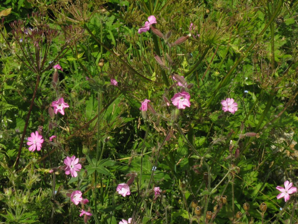 Silene dioica?  S !