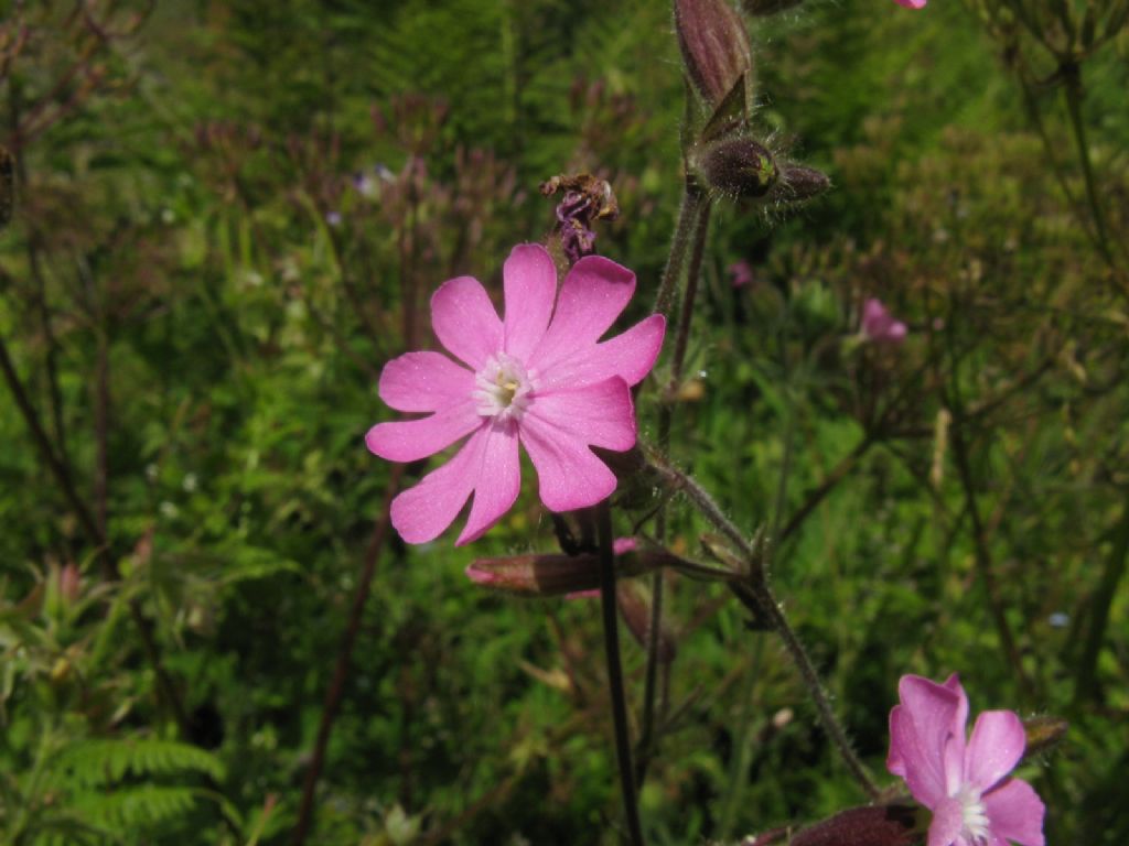 Silene dioica?  S !