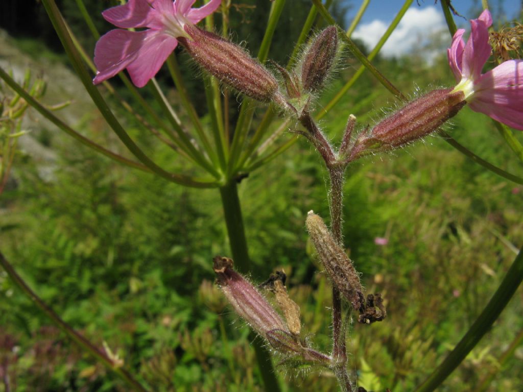 Silene dioica?  S !