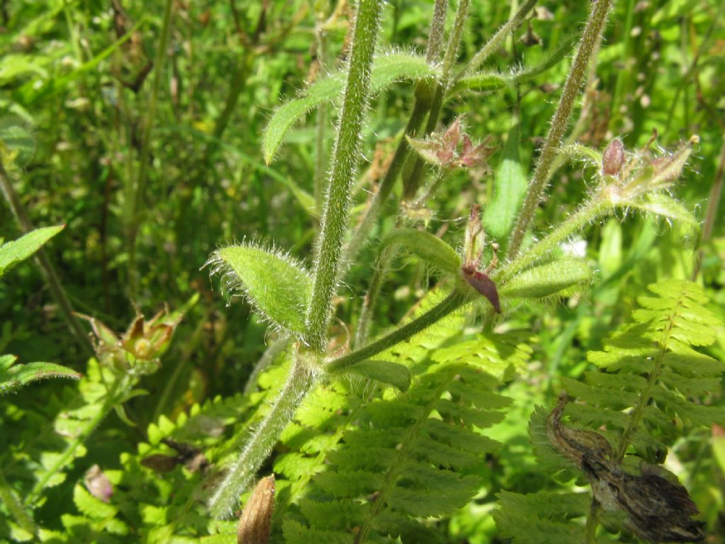 Silene dioica?  S !