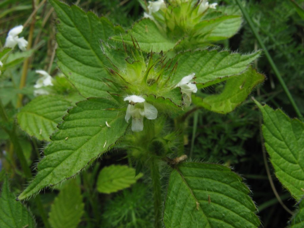 Lamium album? No, Galeopsis tetrahit