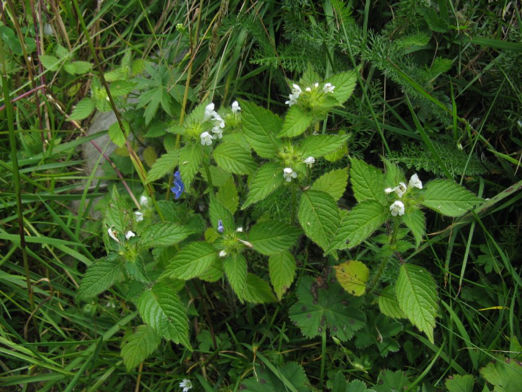 Lamium album? No, Galeopsis tetrahit