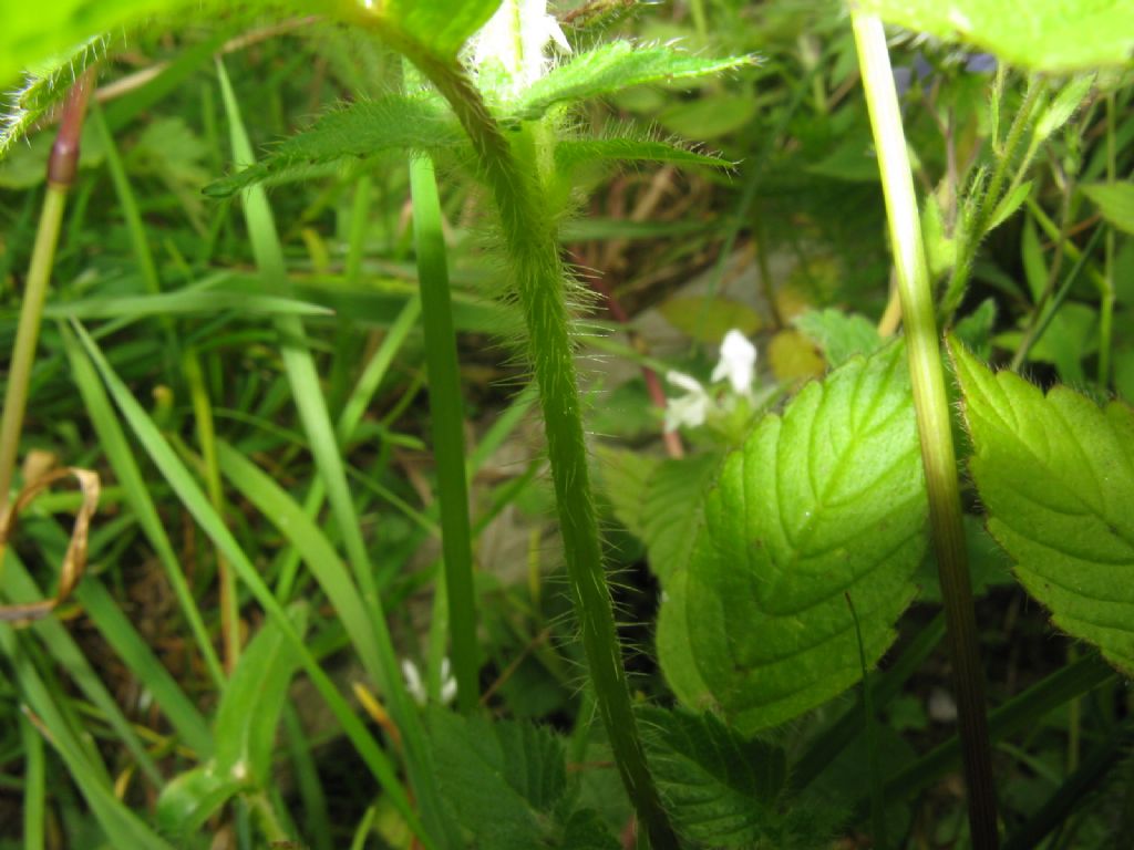 Lamium album? No, Galeopsis tetrahit