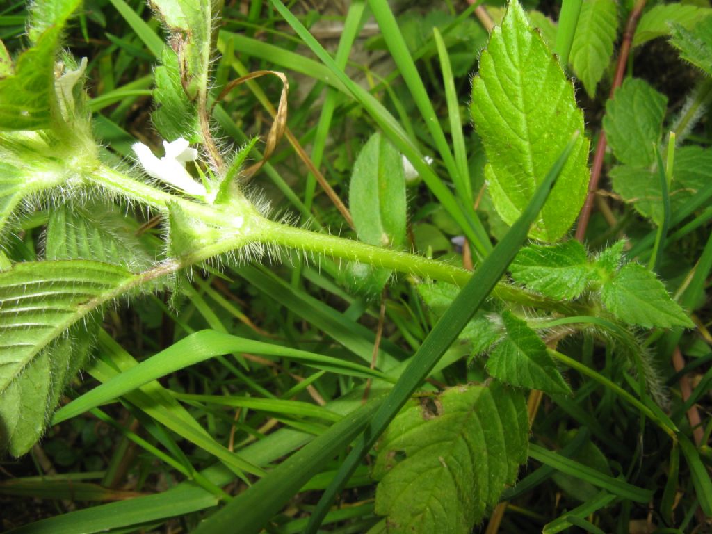 Lamium album? No, Galeopsis tetrahit