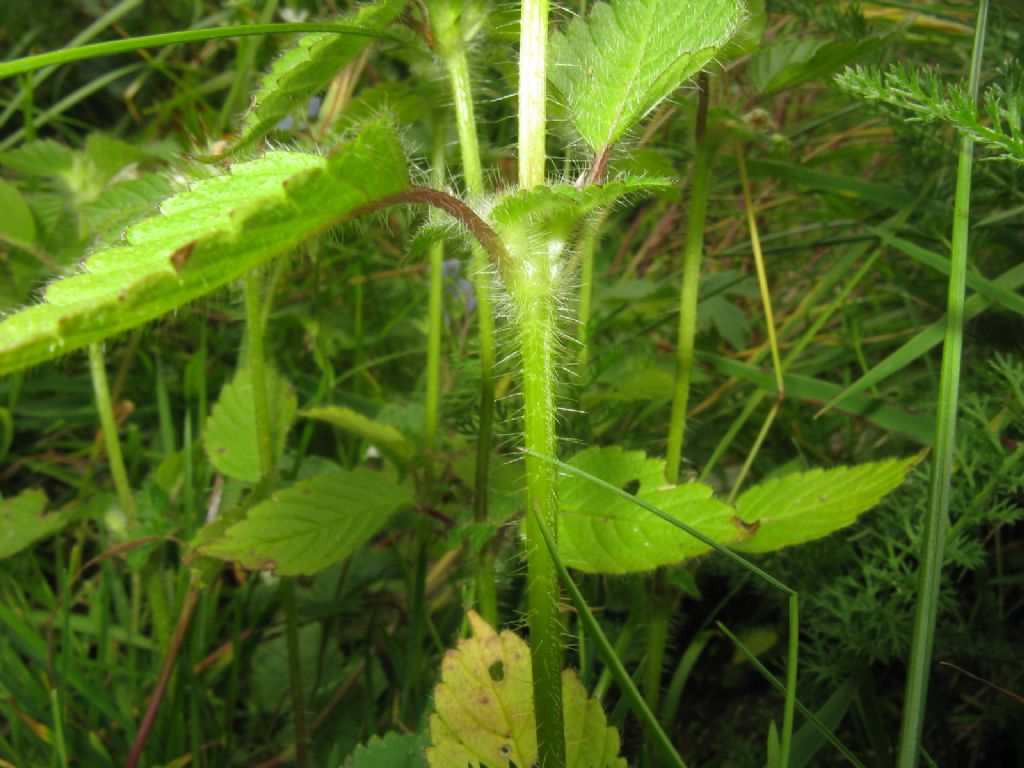 Lamium album? No, Galeopsis tetrahit