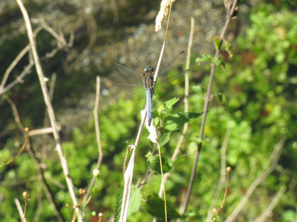 Orthetrum coerulescens 3