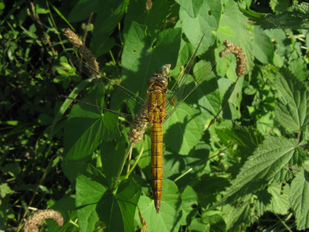 Orthetrum coerulescens femmina, anzi no, maschio neosfarfallato