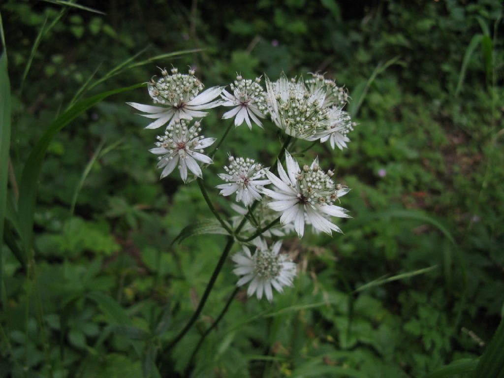 Astrantia major