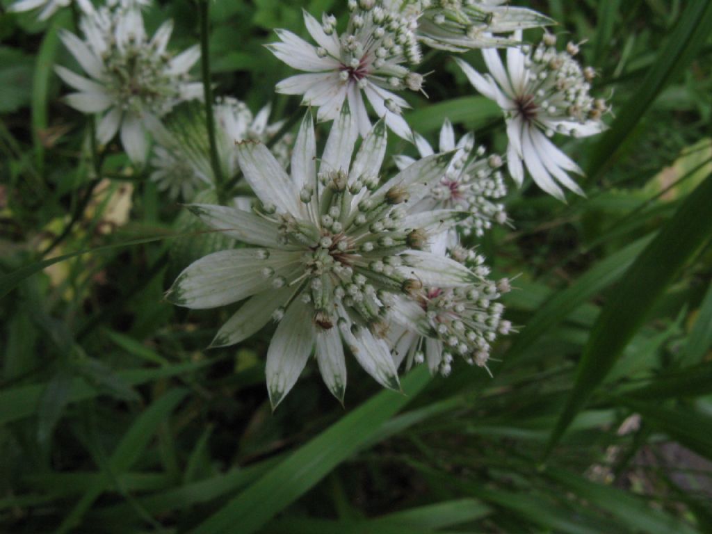 Astrantia major