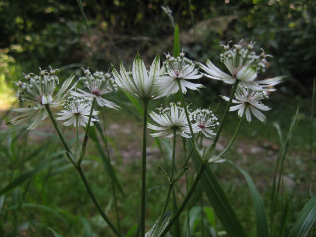 Astrantia major