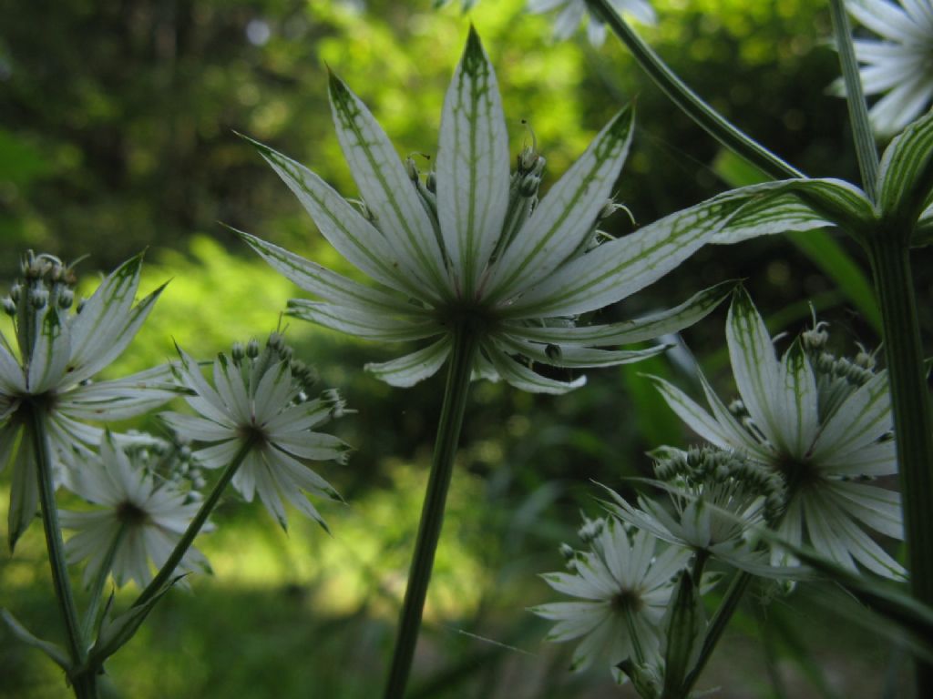 Astrantia major