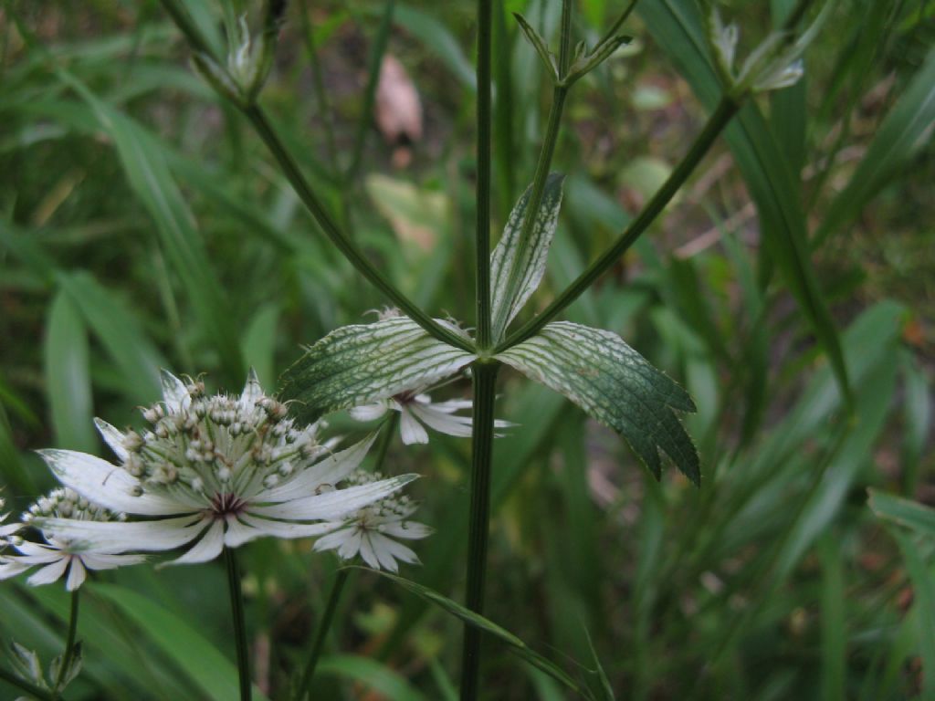 Astrantia major