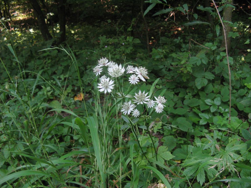 Astrantia major