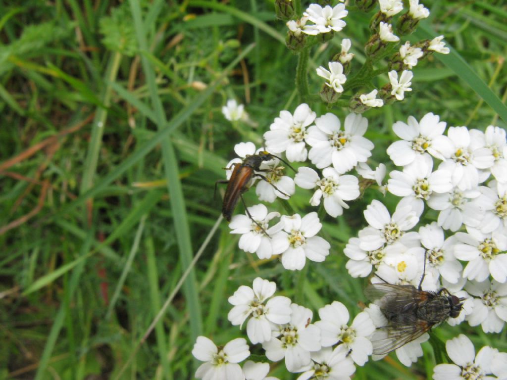 Diptera-Sarcophagidae?  No, Muscidae