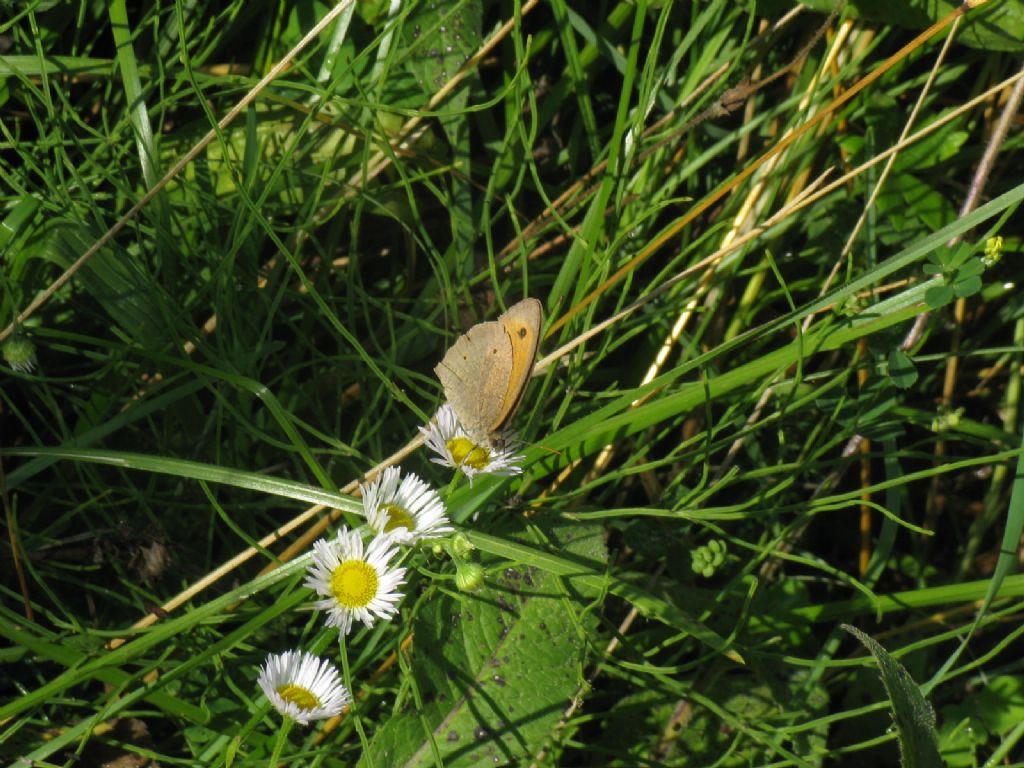 Coenonympha...?  No, Maniola jurtina