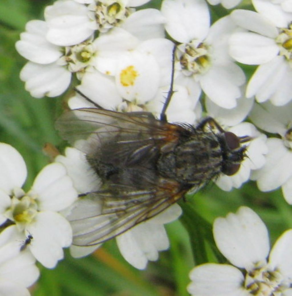 Diptera-Sarcophagidae?  No, Muscidae