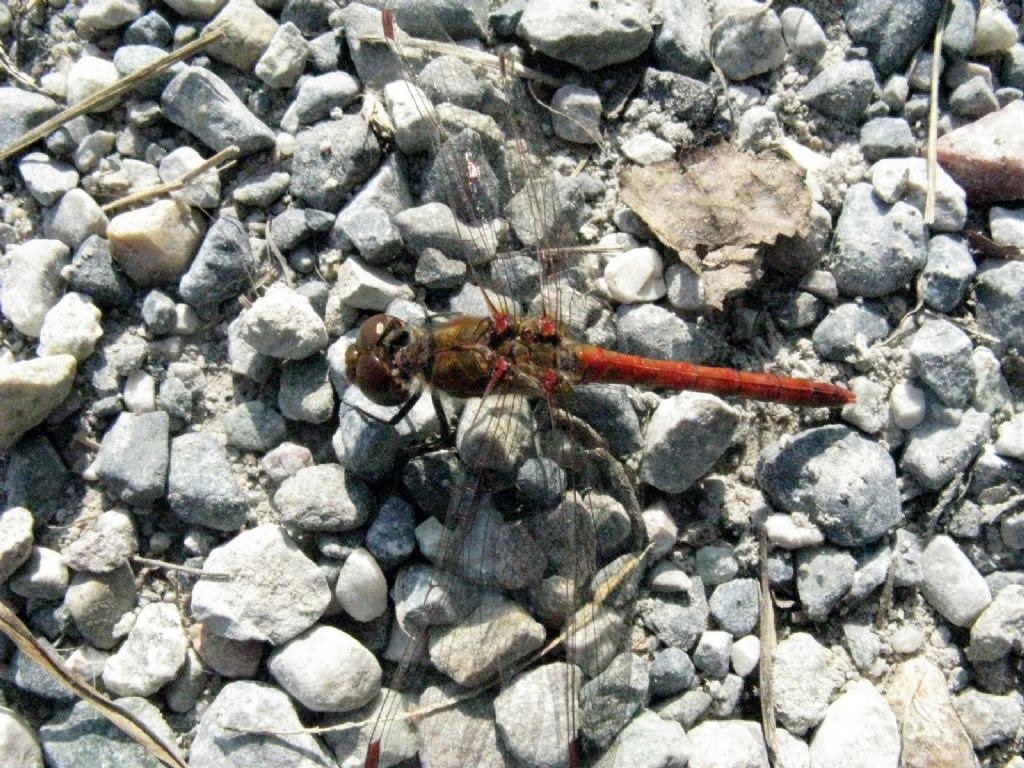 Sympetrum ... striolatum