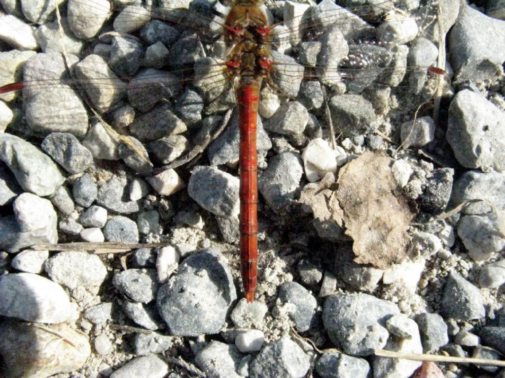 Sympetrum ... striolatum