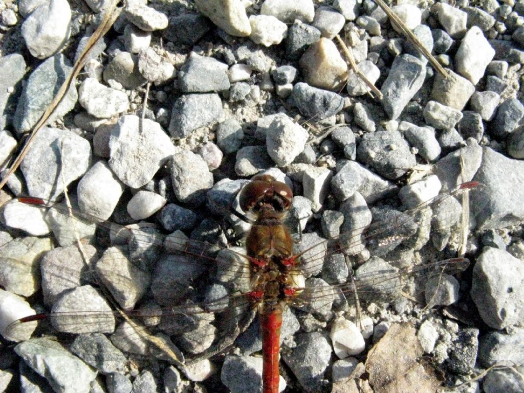 Sympetrum ... striolatum