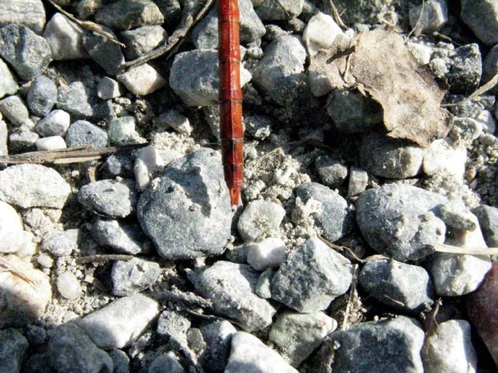 Sympetrum ... striolatum