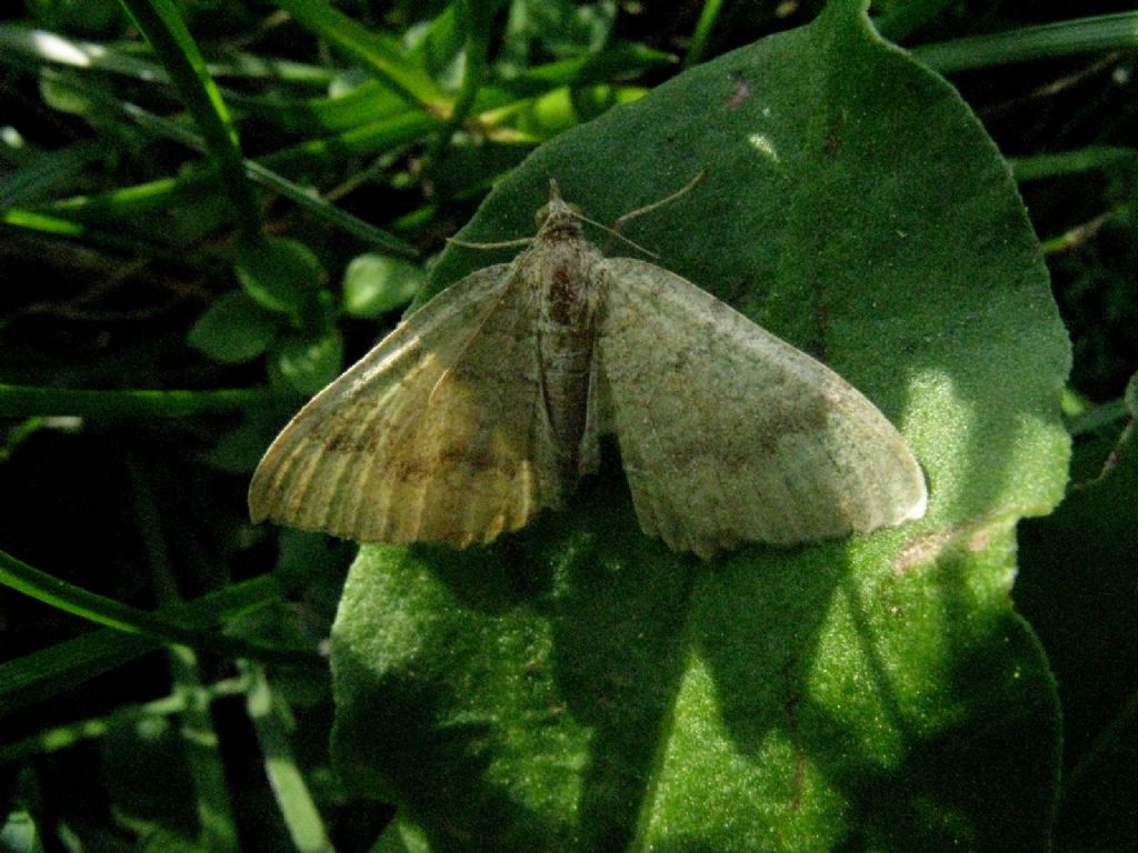 Camptograma bilineata - Geometridae