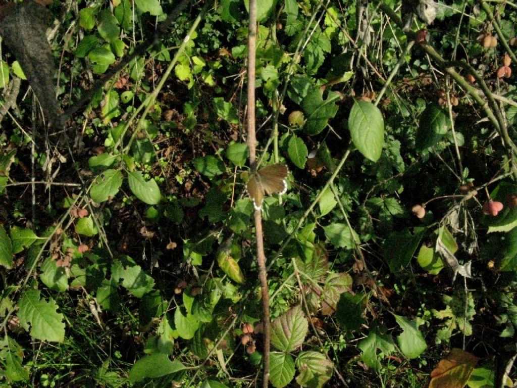 Cacyreus marshalli - Lycaenidae