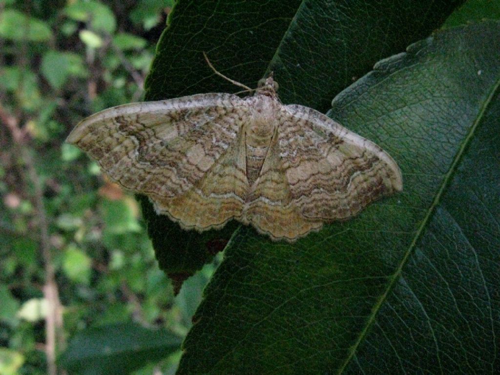 Geometridae: Camptogramma bilineata