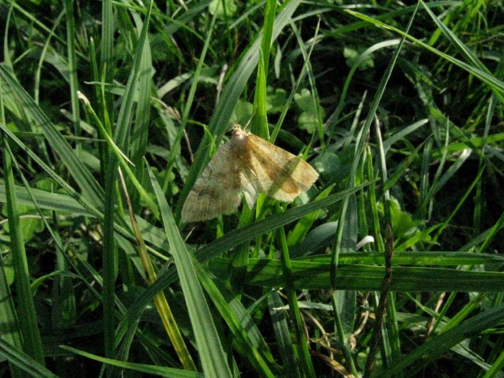 Camptograma bilineata - Geometridae