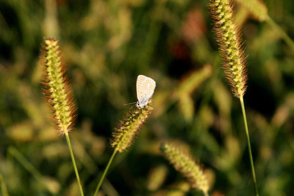 Polyommatus da identificare